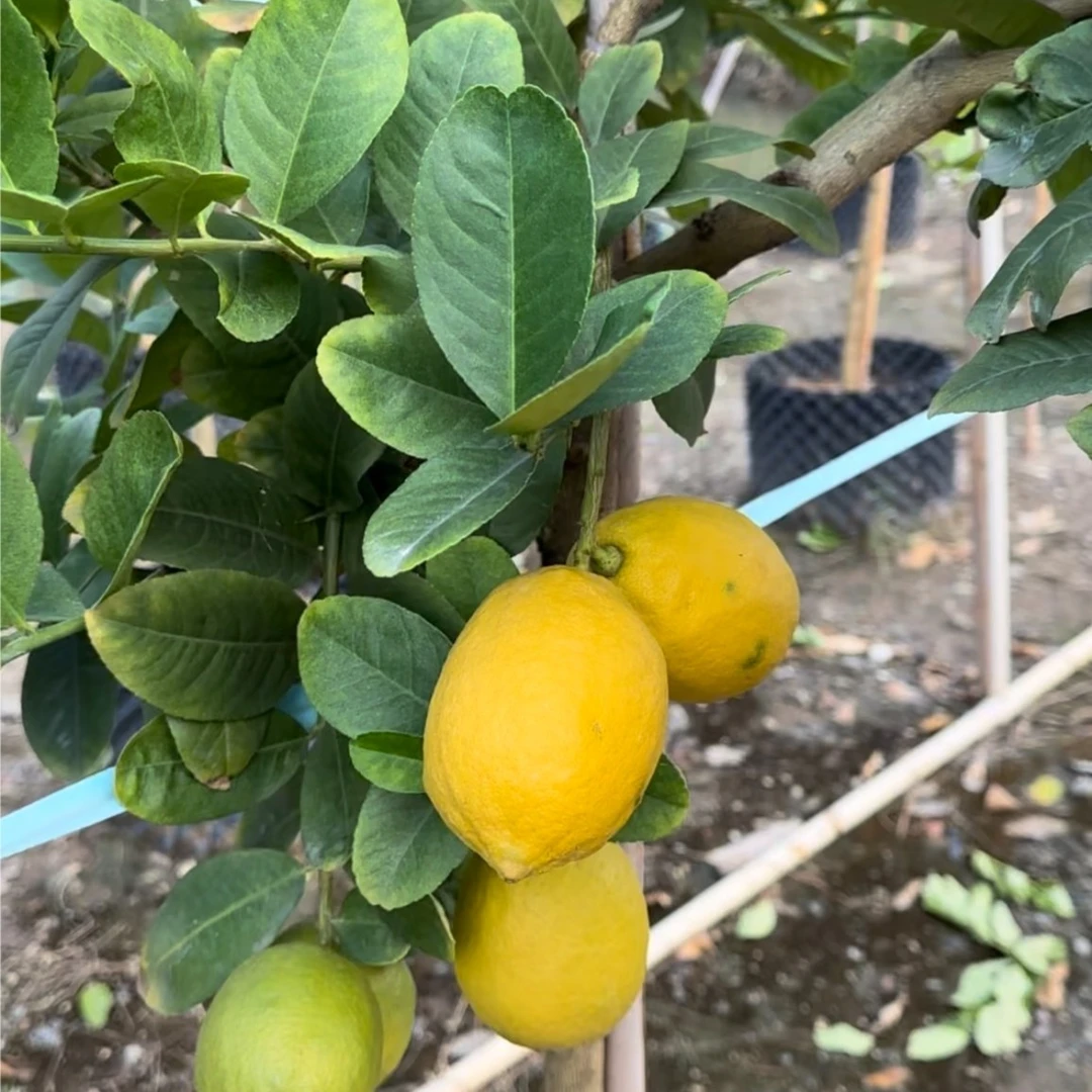 广东香水柠檬树苗 带花带果