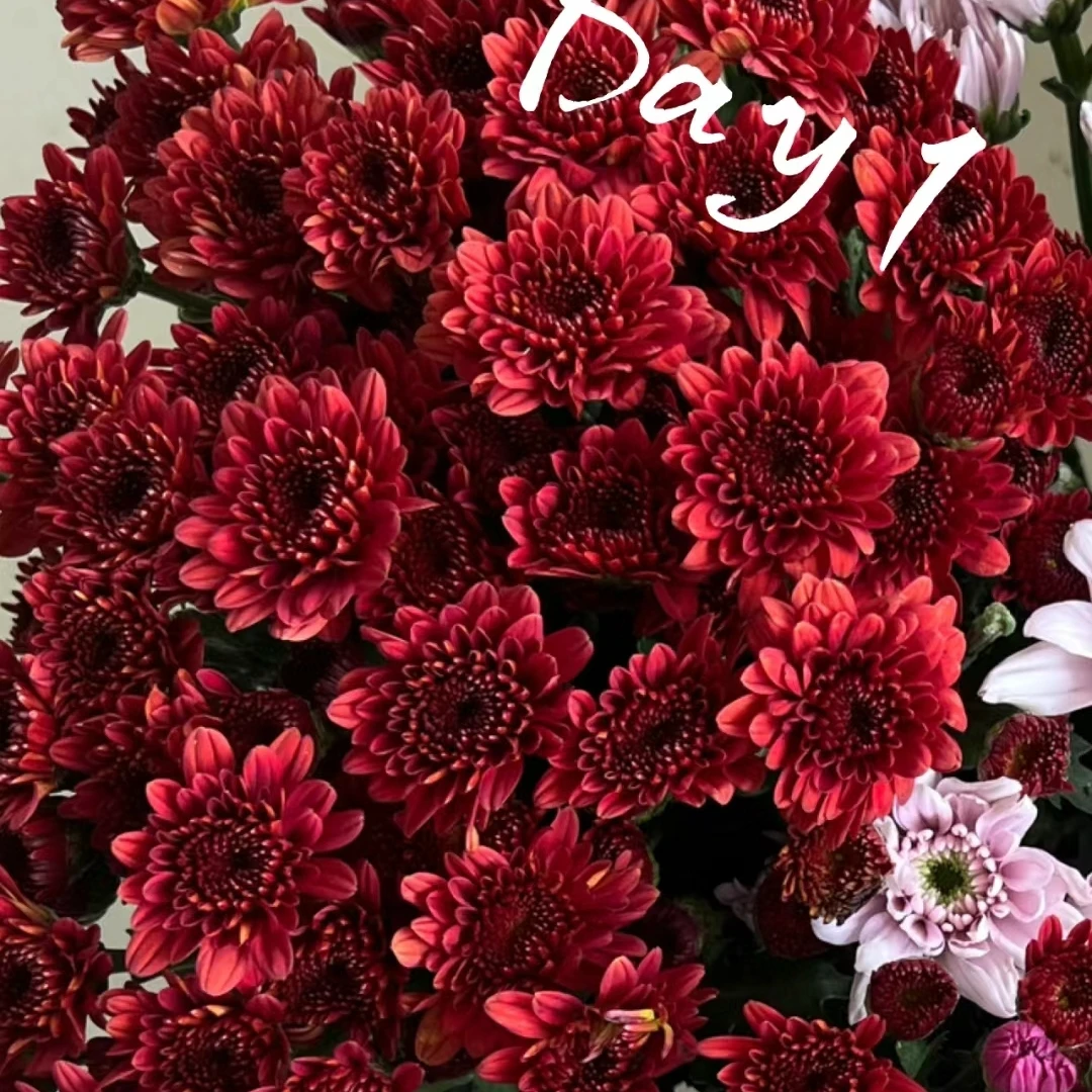 【红水晶】荷兰菊四季开花室内阳台盆栽花耐寒耐热