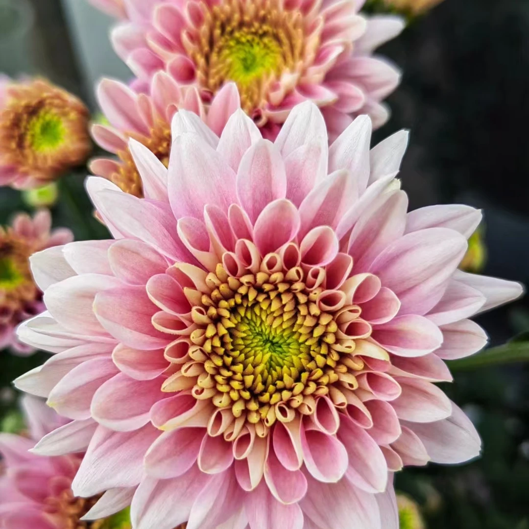 【香槟粉】荷兰菊四季开花室内阳台耐寒耐热新手好养护