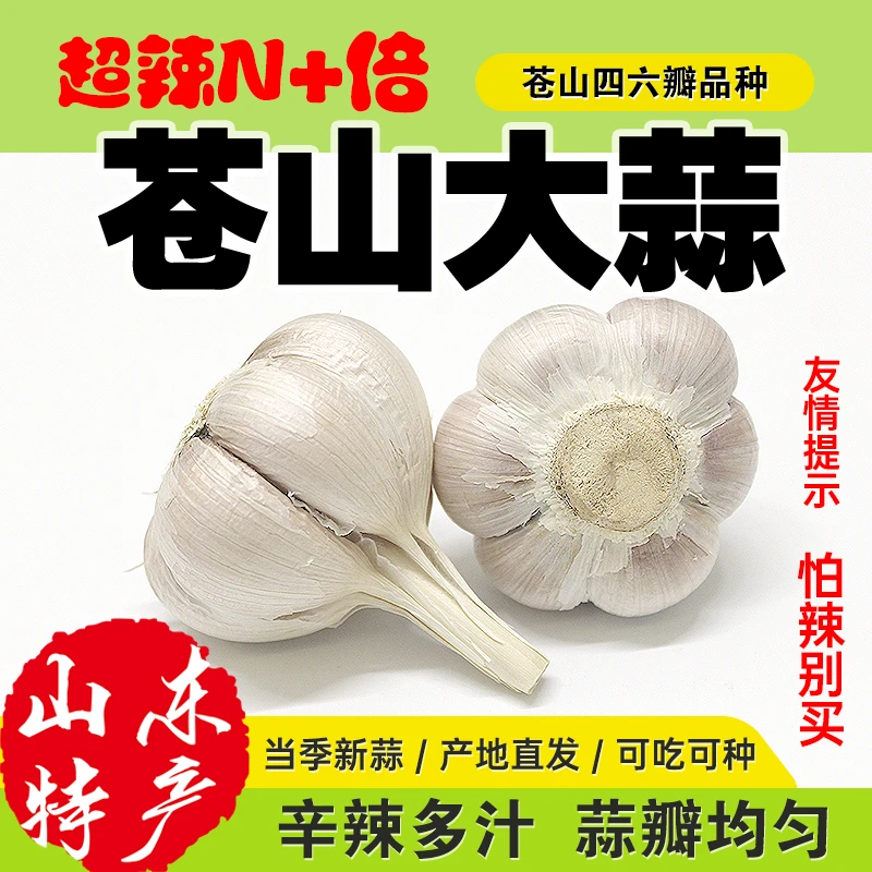 苍山大蒜苍山四六瓣大蒜2025年当季新蒜辛辣十足蒜香浓郁产地直发