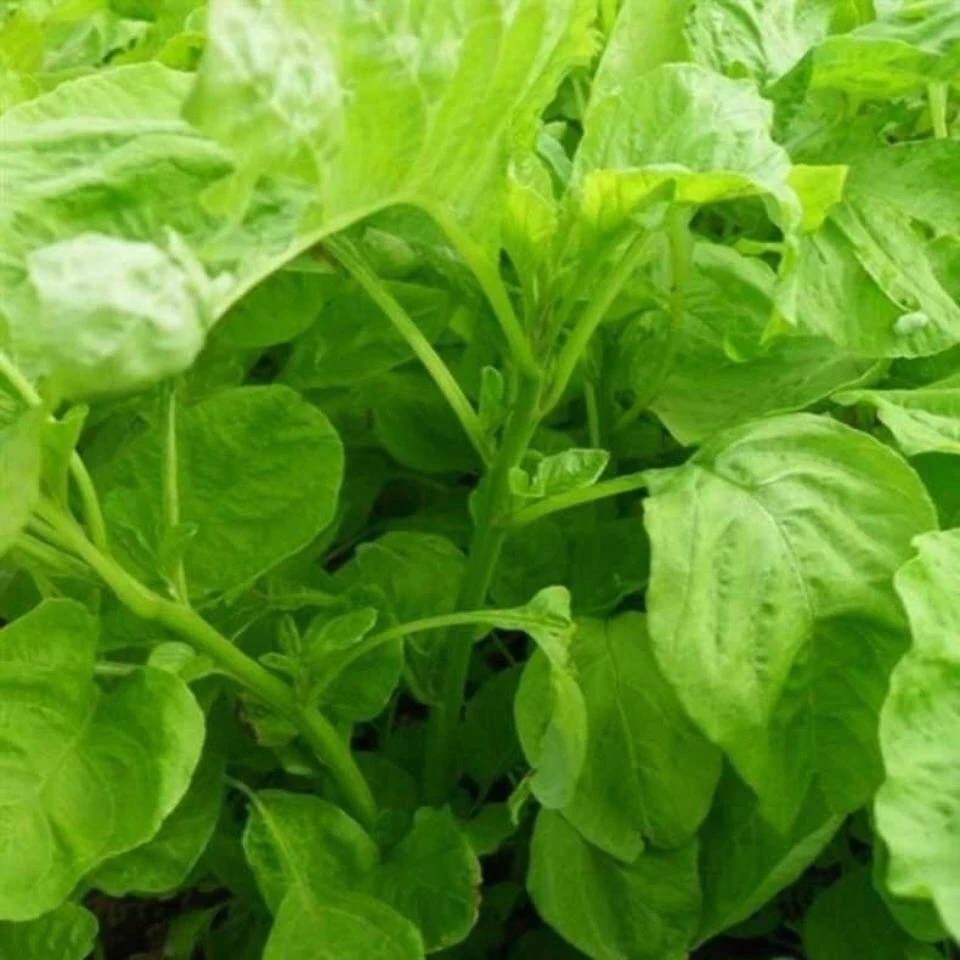 白圆叶青苋菜阳台盆栽易发芽绿色有机健康鲜嫰新手易种蔬菜种子全