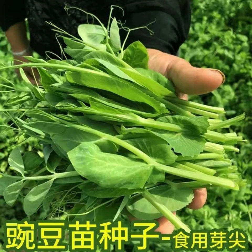 好吃须豌豆苗种籽嫩豌豆尖芽菜种子四季蔬菜豌豆苗阳台盆栽种籽