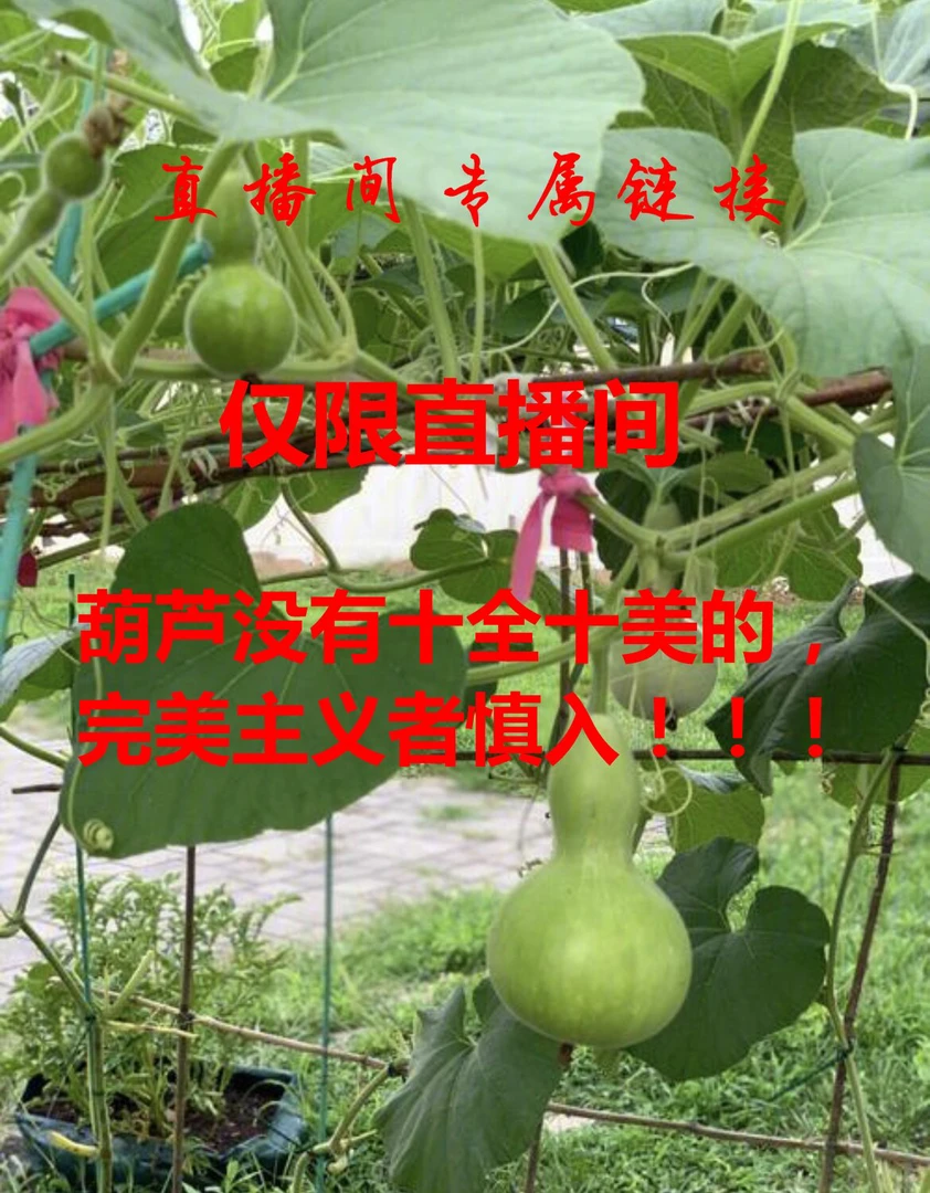 【直播间选购专用】葫芦手把件
