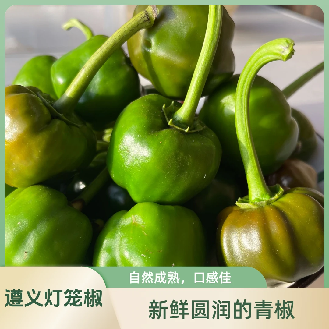 新鲜采摘遵义灯笼椒青椒微辣特香型鲜椒无添加可炒菜煮汤做泡椒等