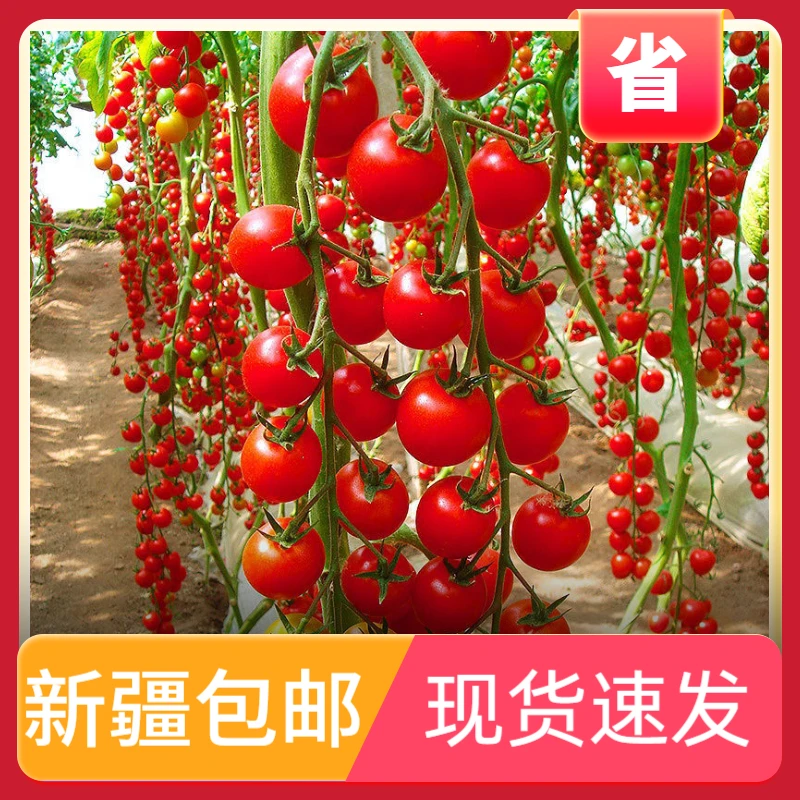 【新疆西藏包邮】瀑布小番茄种植子千禧樱桃西红柿圣女果四季种植籽