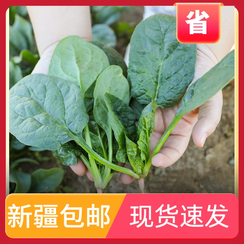 【新疆西藏包邮】趴地红根菠菜种植抗热耐寒蔬菜四季种子