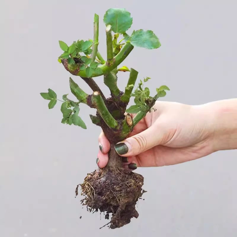 【新疆包邮】发2颗玫瑰花苗老桩根红玫瑰老根月季蔷薇四季浓香花卉