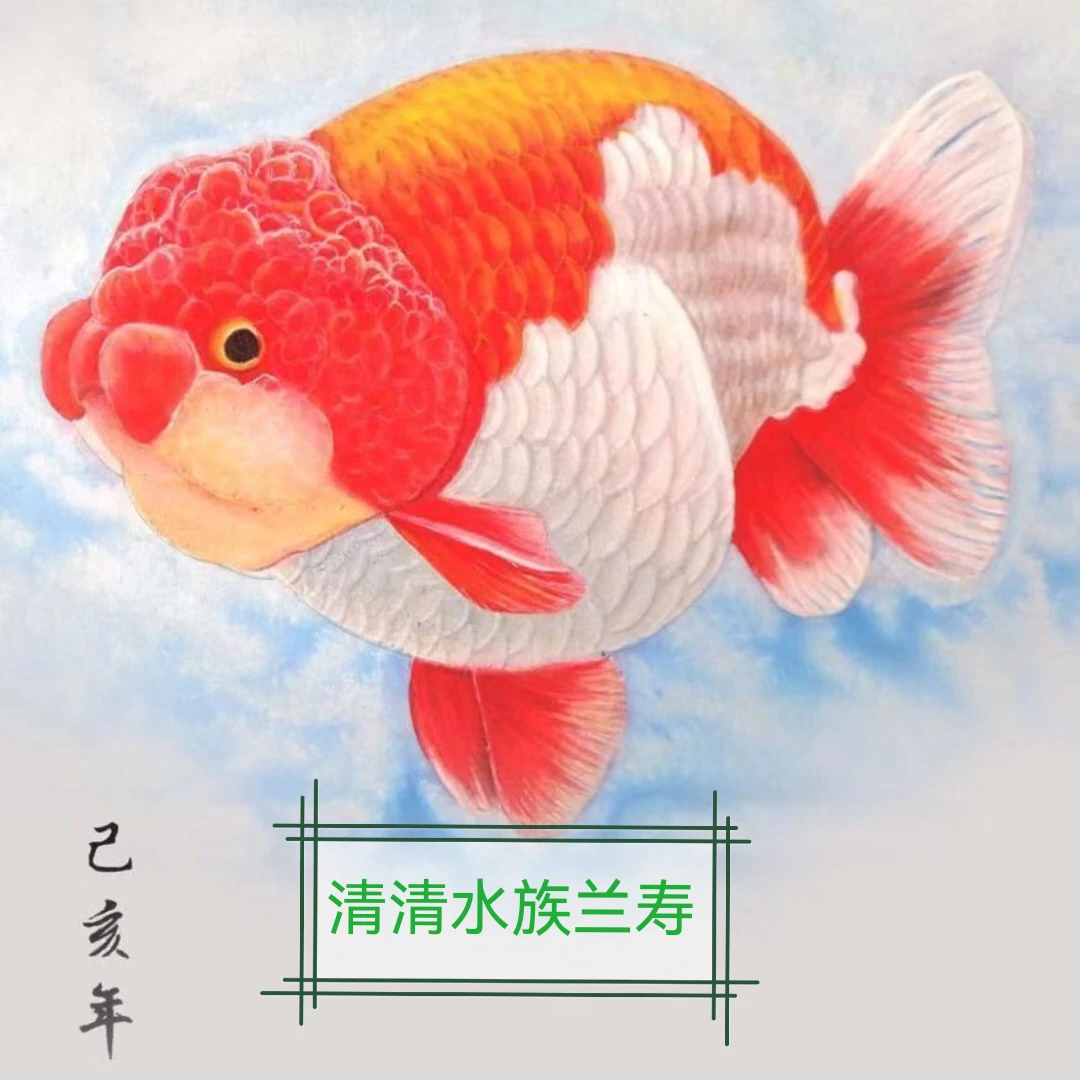 清清水族兰寿金鱼专用饲料，蹭艳！调理小鱼儿肠道！