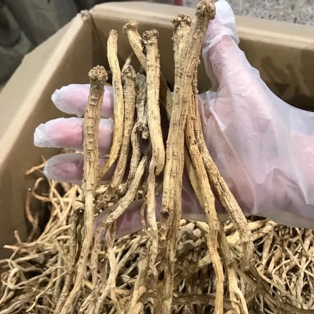 长白山 党参 净重250克/500克