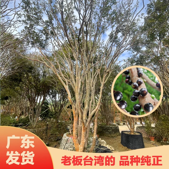 【一物一拍】四季红妃6-8年树