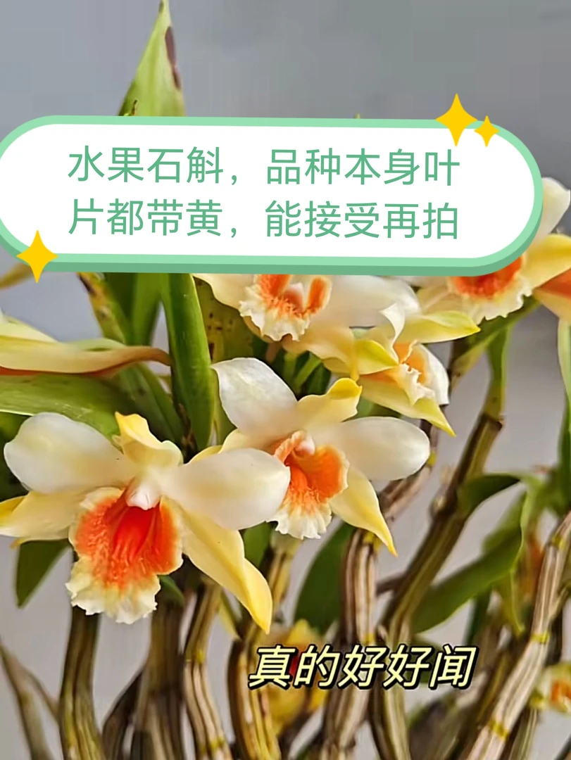 水果石斛花期长,应品种特殊叶片基本都是淡黄色