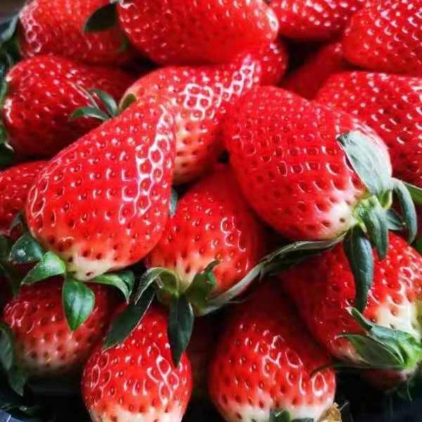 【红颜巧克力草莓】盆装 有压伤介意慎拍 收到冷藏保存