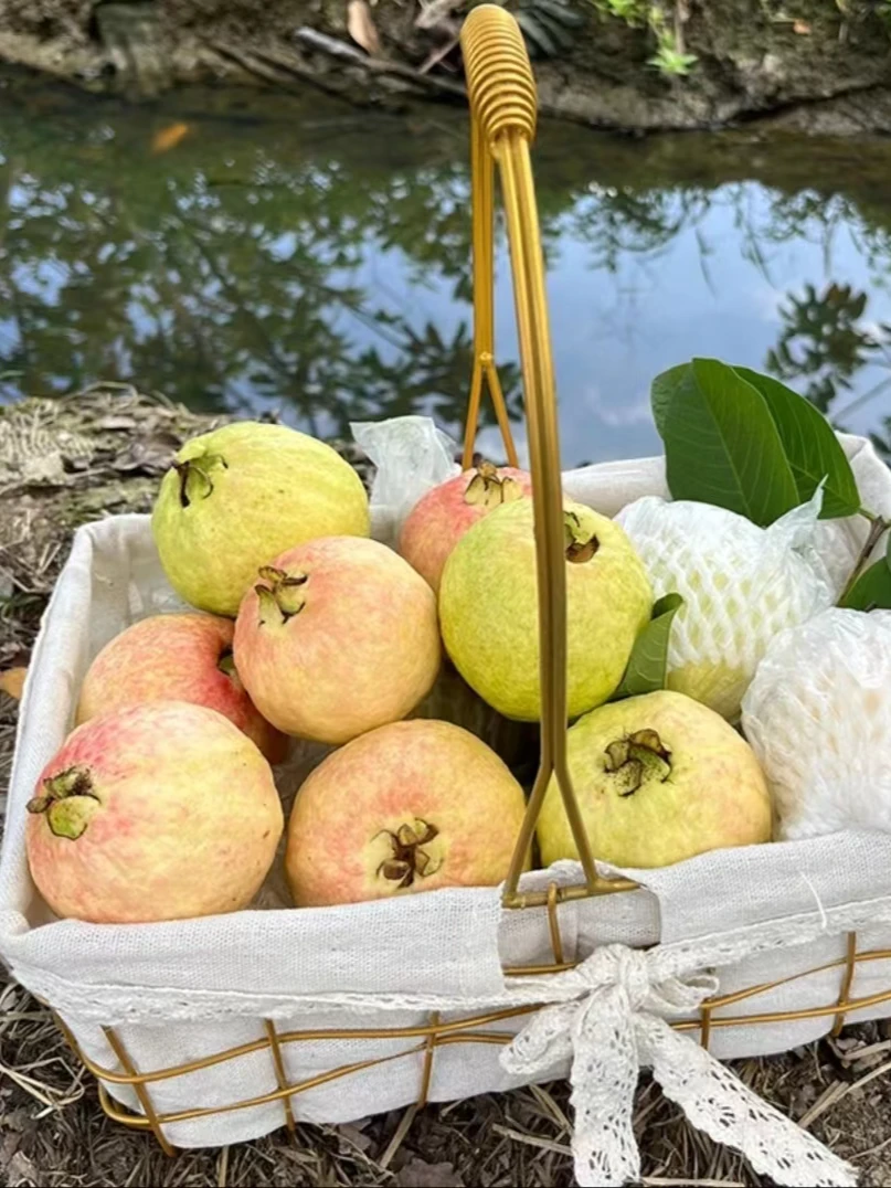增城胭脂红四季红孕妇适用低糖番石榴红心白心粉心软糯香甜顺丰