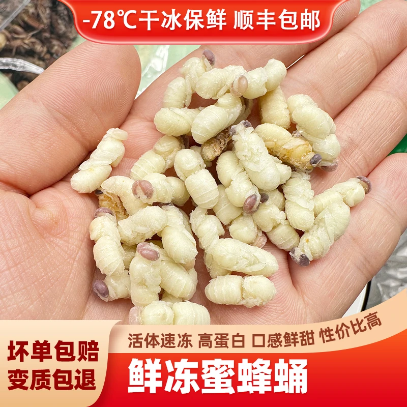 蜜蜂蛹小蜜蜂蜂蛹