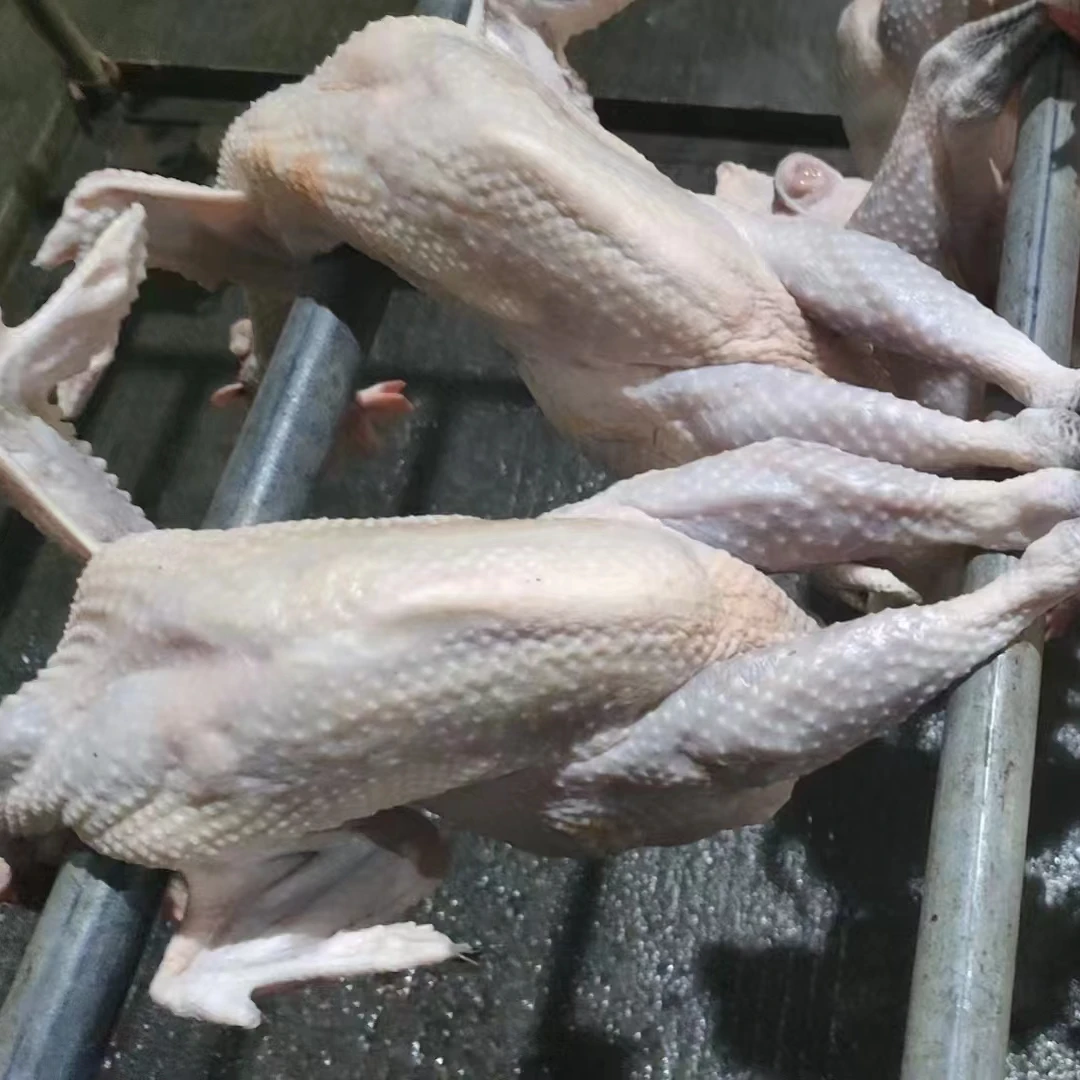 大纵湖3年老母鸡