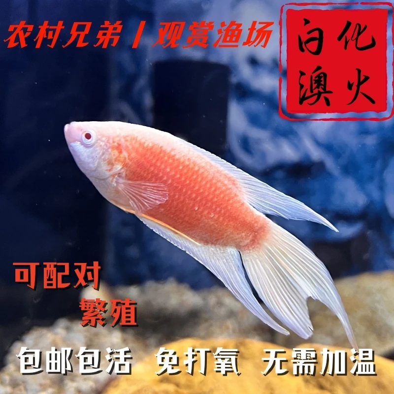 中国斗鱼白化澳火活体活鱼淡水原生鱼小型观赏鱼好养耐活免打氧