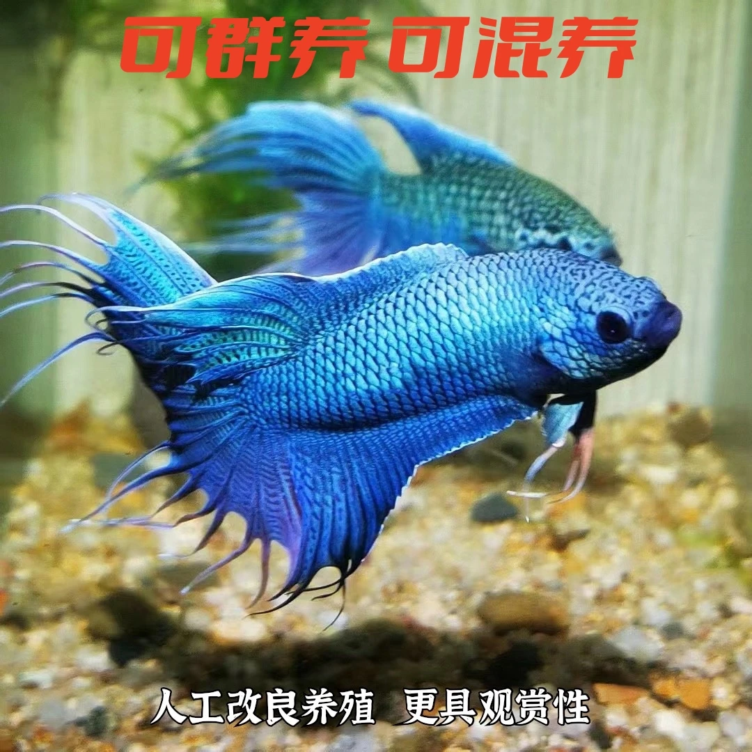 【活鱼包邮】中国斗鱼无纹蓝观赏鱼冷水淡水鱼免打氧好养耐活金鱼