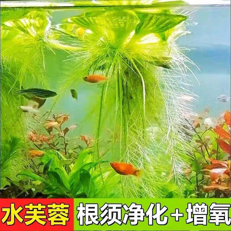 水草蜈蚣草水芙蓉浮萍净水植物淡水龟缸鱼缸养龟养鱼养虾缸造景