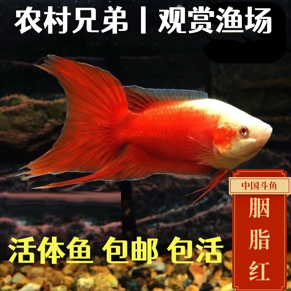 活体包邮中国斗鱼小型观赏鱼白化红冷水鱼胭脂红好养耐活无需打氧