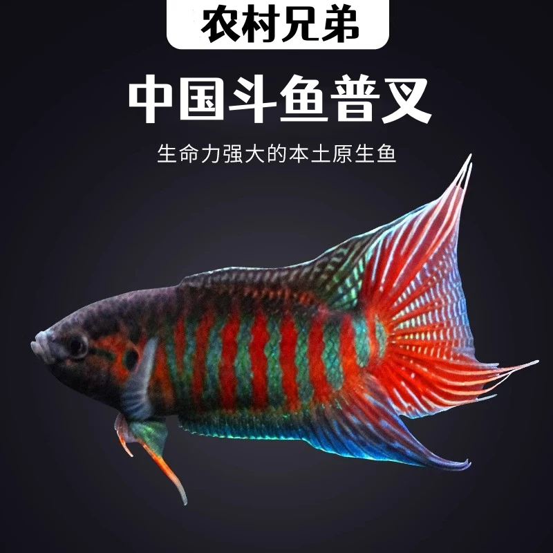 中国斗鱼活体活鱼冷水淡水观赏鱼好养耐活金鱼小型原生菩萨鱼鱼苗