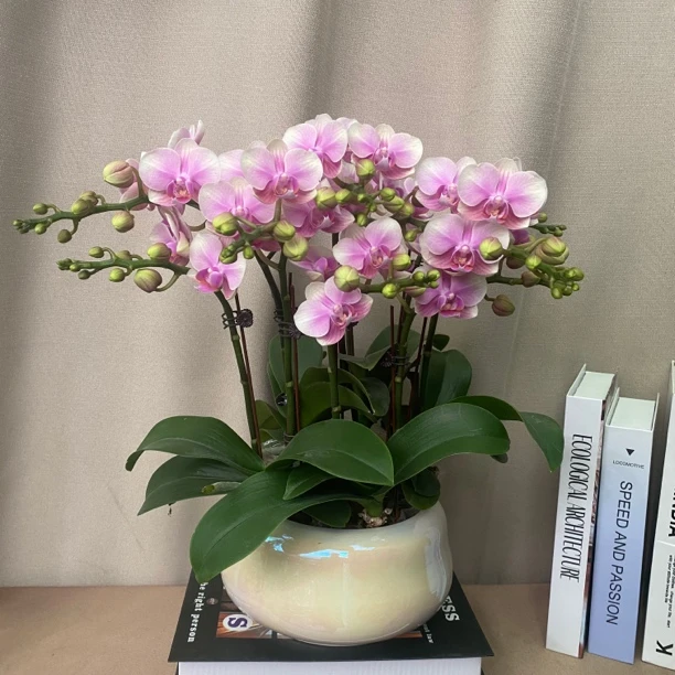 《彩虹》经典品种礼品蝴蝶兰2.8寸杯 带花带花苞