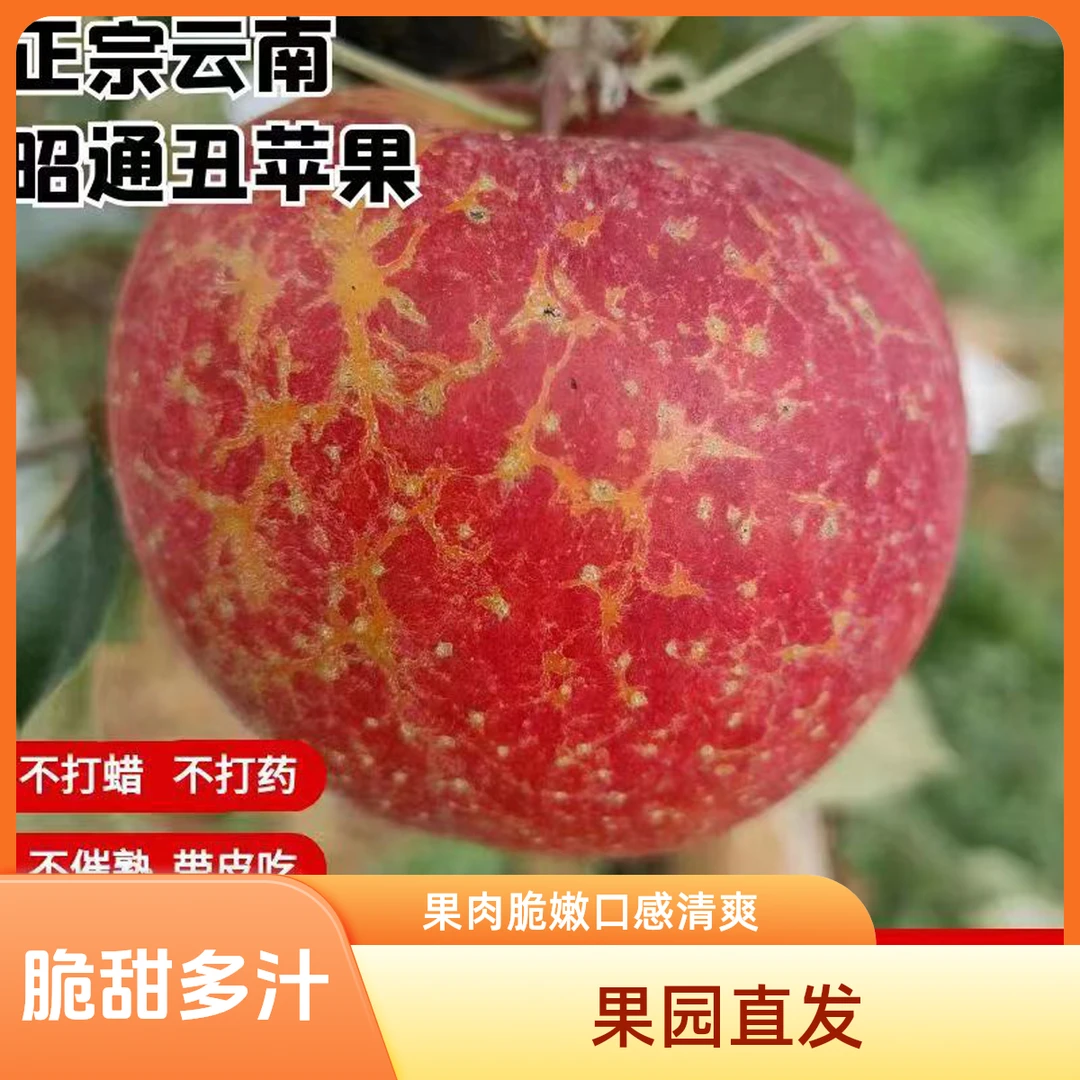 云南严选昭通原生态早熟苹果新鲜现摘现发脆甜多汁整箱5斤包邮