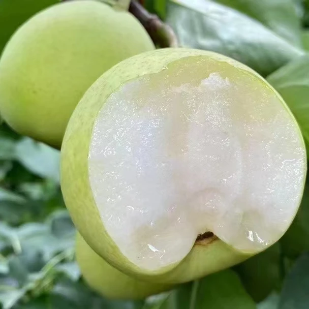 【申通包邮】米易青皮蜜梨小香梨新鲜水果香甜多汁现摘现发