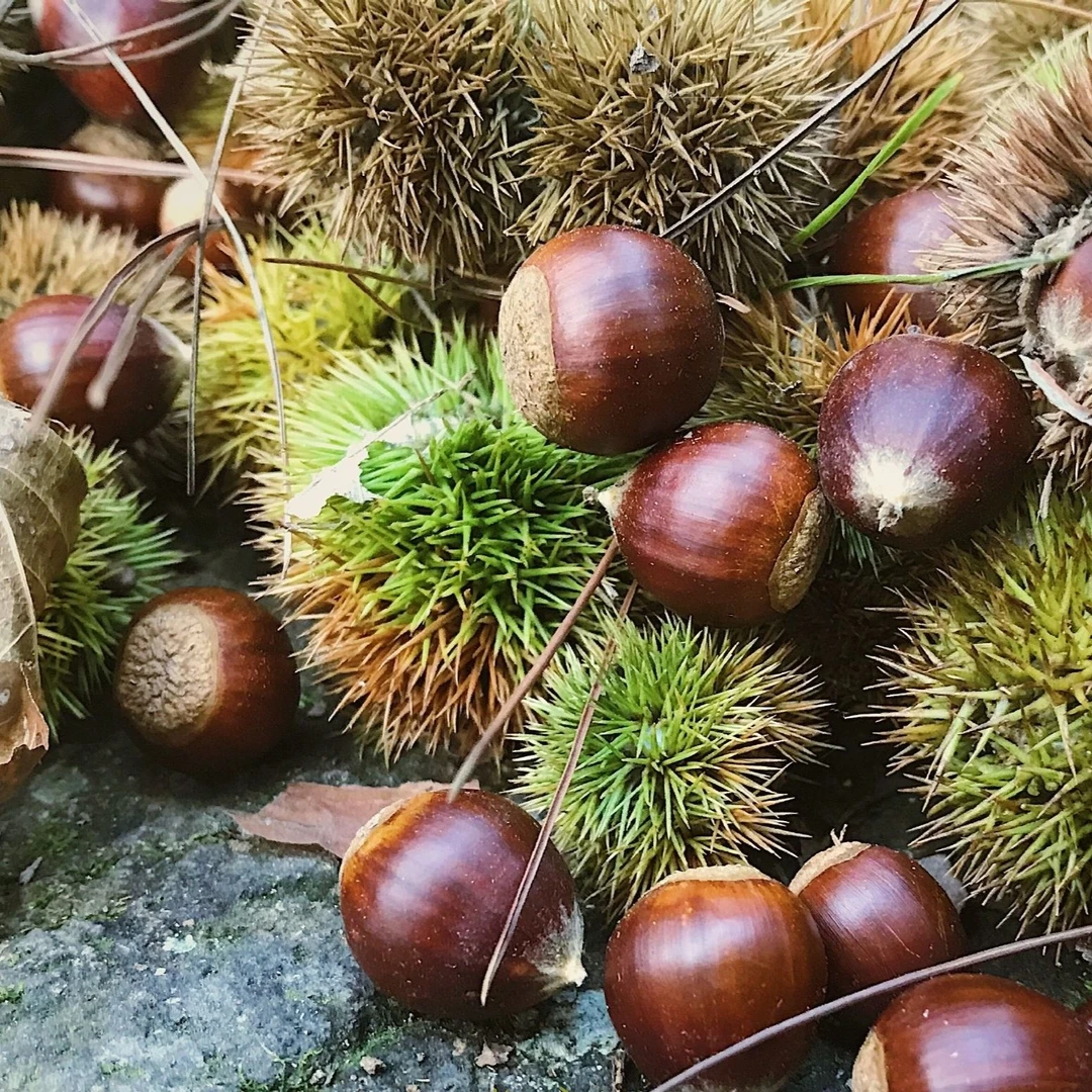 农家槯栗当季新鲜