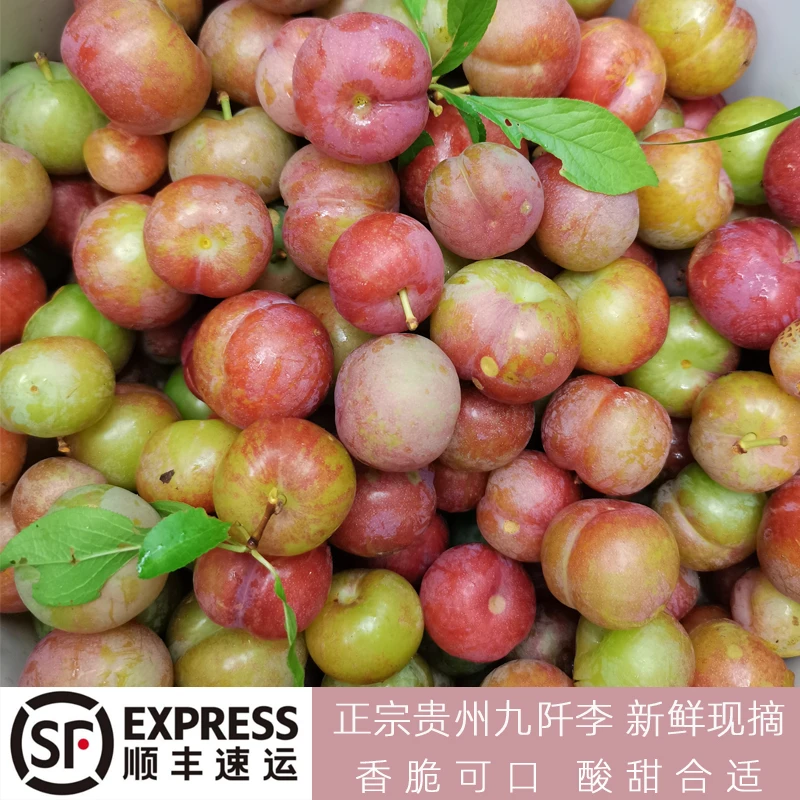 正宗贵州新鲜九阡李 五月脆凤凰李子包谷李子栽秧李甜青脆发顺丰
