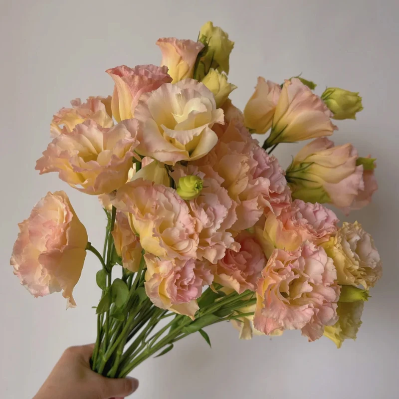 【洋桔梗800g】冷链发货云南鲜切花材家用办公桌装饰水养插花