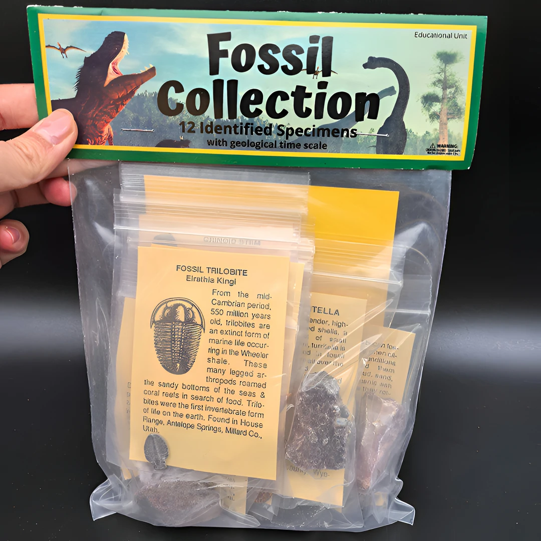 12种袋装骨骼“模型”来自美国创意礼物——家居摆件