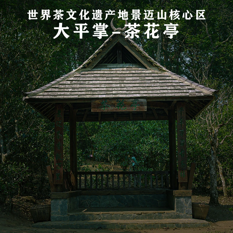 【大平掌茶花亭】2024年大平掌茶花亭春茶古树纯料-散茶