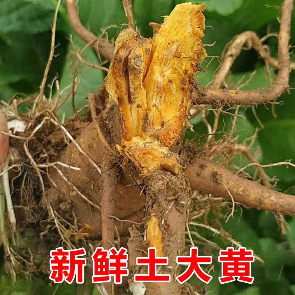 土大黄根新鲜现挖土大黄泡水杨铁叶子根野菠菜
