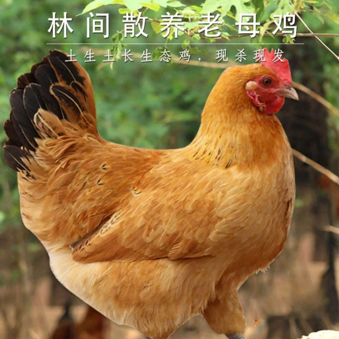 湖北红安跑步鸡草鸡农家散养老母鸡1年以上老母鸡顺丰包邮