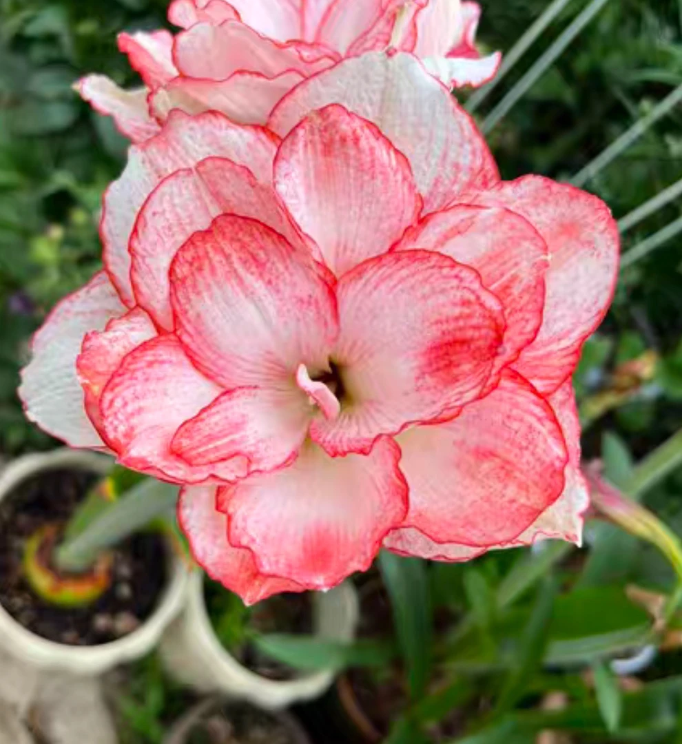 魔幻之旅8厘米左右带花苞（黄叶蔫叶正常情况，不包养护，不接受慎拍
