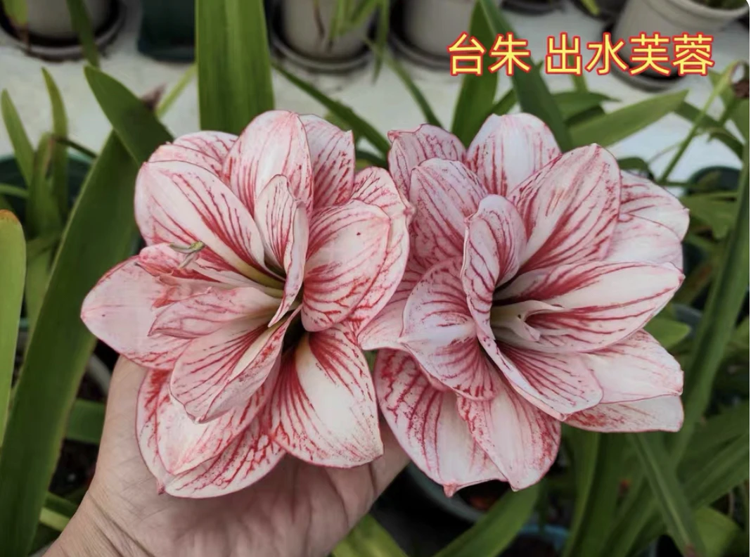 出水芙蓉朱顶红2厘米左右(黄叶蔫叶正常,不包养护,不接受慎拍)