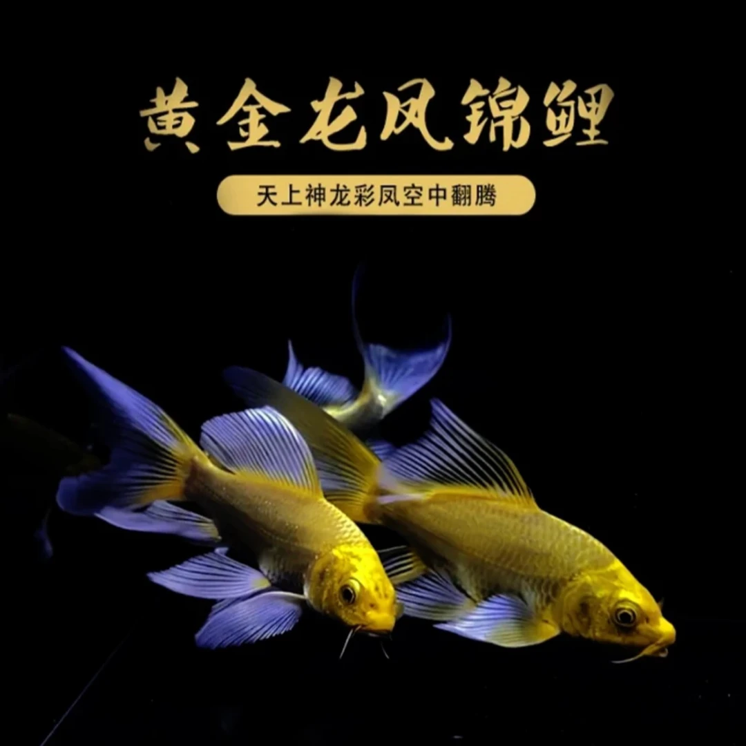 【黄金蝶翼龙凤锦鲤】活体观赏鱼冷水黄金锦鲤纯种锦鲤好养耐活招财