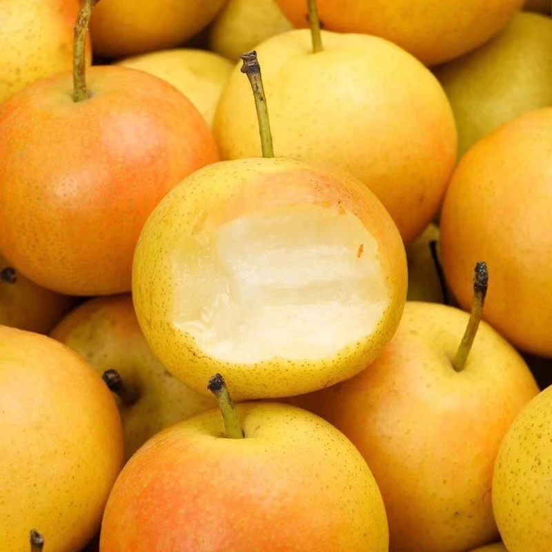东北南果梨酒香梨鞍山特产斤5斤包邮