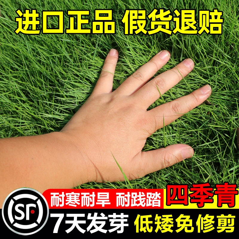 草坪草籽四季常青免修剪地毯草种子庭院绿化护坡狗牙根黑麦草皮子