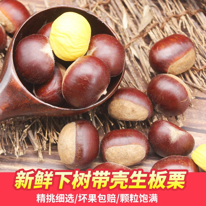 云南生板栗鲜板栗板栗仁2024八月新鲜香甜软糯油栗子带壳现摘现发