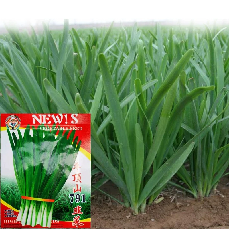 韭菜种子四季蔬菜种子宽叶大叶盆栽菜籽白根韭菜春季种籽蔬果种子