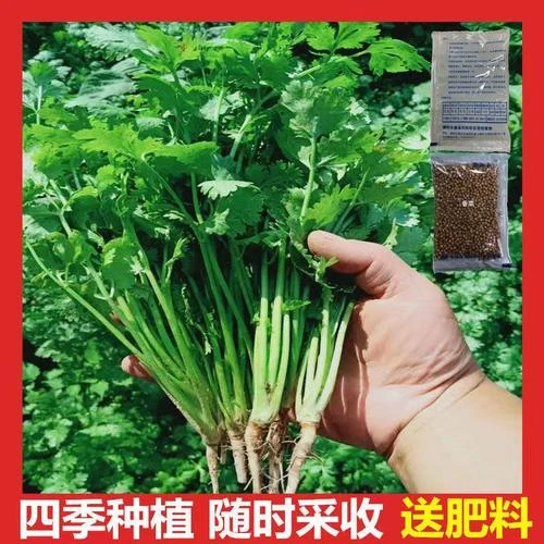 四季小香菜种子阳台室内花卉盆栽小香菜蔬菜种子四季可种菜园种籽