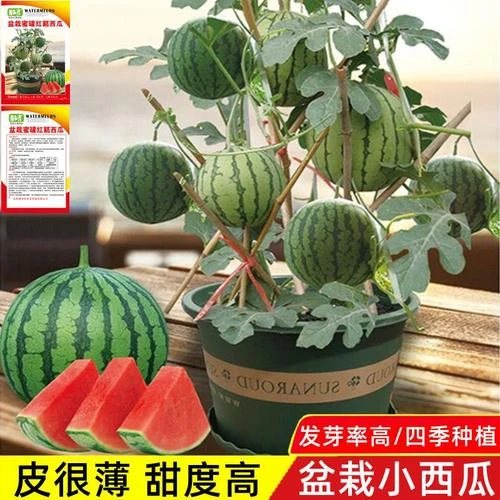 【不活包退】蜂蜜小西瓜种子薄皮无籽水果麒麟vs西瓜种子菜籽蔬菜