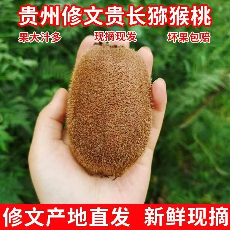 贵州修文贵长猕猴桃
