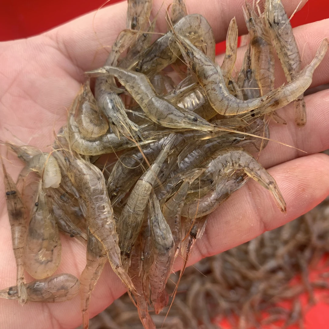 东北河虾野生草虾4斤