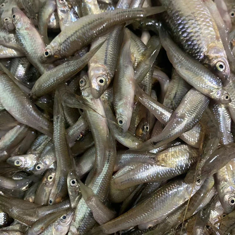 4斤麦穗鱼（3-5厘米冷冻发货）