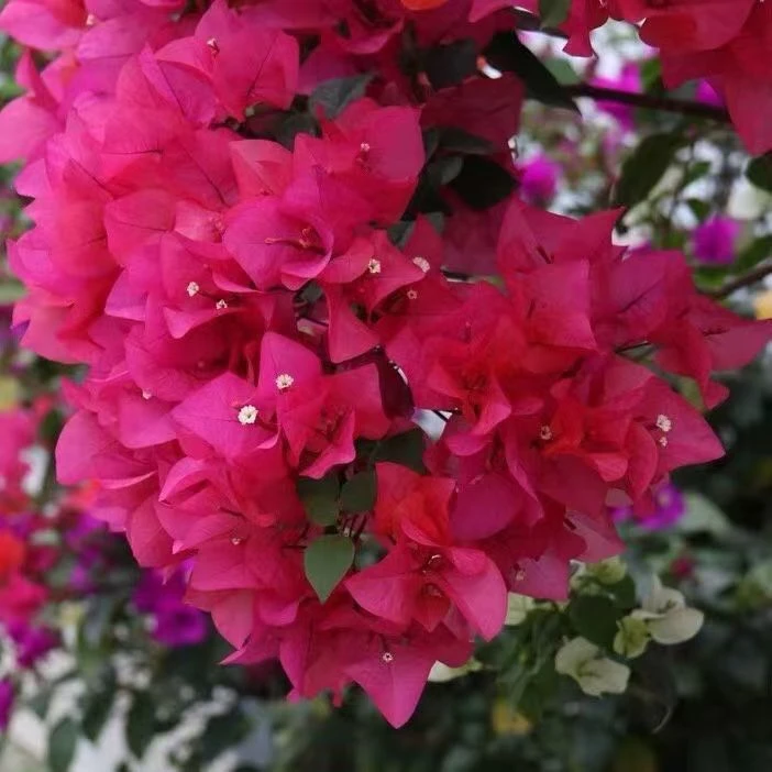 【四季红】三角梅带原盆土发货四季勤开花庭院阳台爬藤好养花卉