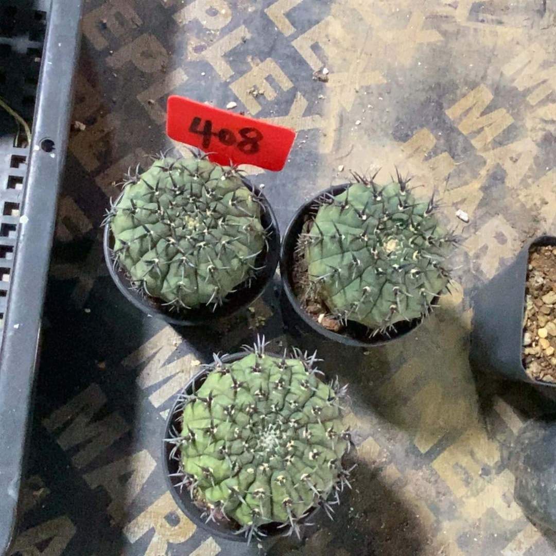 黑刺凤头三颗，特价不售后