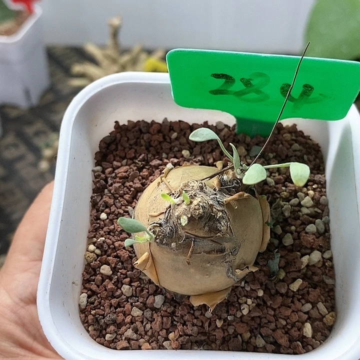 开普敦后墩菊多肉植物