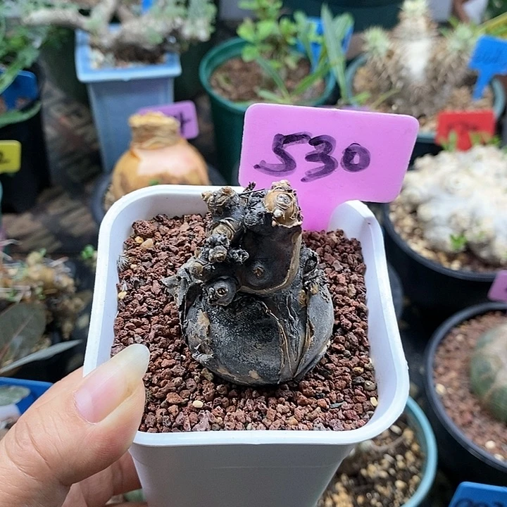 开普敦后墩菊多肉植物